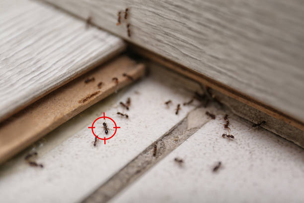 Best Pest Control Near Me in Lexington, WA