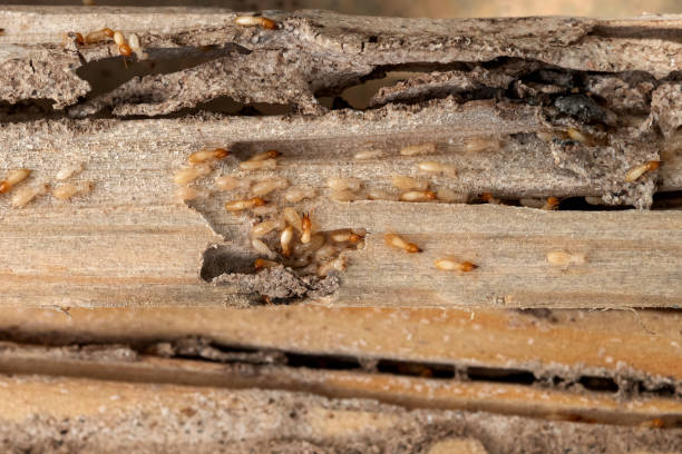 Best Best Pest Control Companies  in Lexington, WA