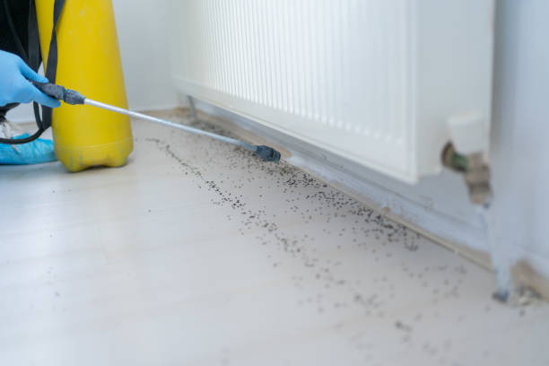 Best Termite Control Services  in Lexington, WA