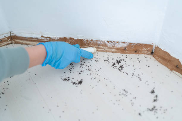 Pest Control for Restaurants in Lexington, WA